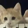 肖茂咪
