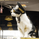TAMA