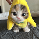 PIKACAT