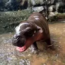 MOODANG