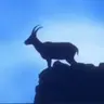 GOAT