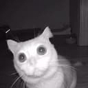 Fomocat