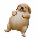 eeepydog