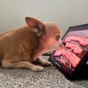 porkdog