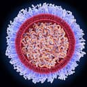 MRNA