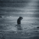 RAT