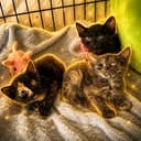 Kittens