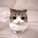 Meowpin