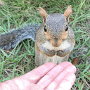 Pip