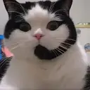 CALLCAT