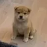 OPSY