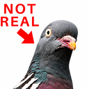 birds