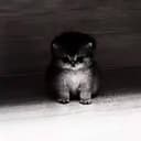 AURACAT