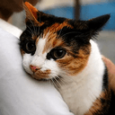 Caturday