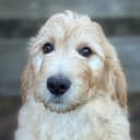Patton