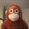 Orangutan