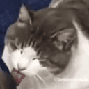 LICKINGCAT