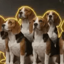 BEAGLES