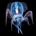 Squid