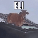 ELI