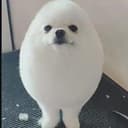 PomPom