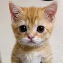 GATO