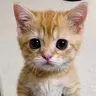 GATO