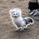 cockcat