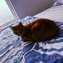 $100M CAT