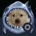 SHARKCHUA