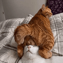 catball