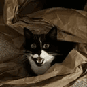 happycat