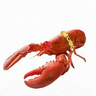 Lobster