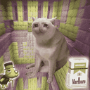 $CASHCAT