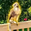 HAWK