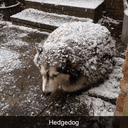 HD