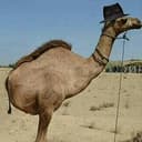 camel