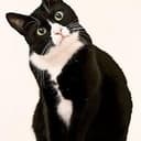 GATTO