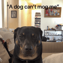 MogDog