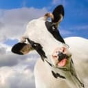 COWMILK