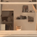 FOMO