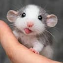 DUMBO