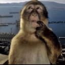 Monke