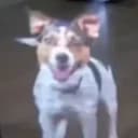 JAX