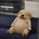 eeepydog