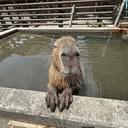 銀杏