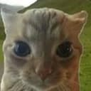 peacecat
