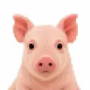 JPEG