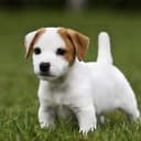 jack