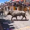 BULLRUN